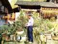 石柱中益土家老人迷上盆景20年