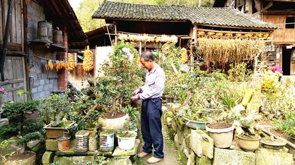 石柱中益土家老人迷上盆景20年