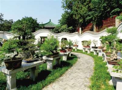 国庆假期去人民公园看盆景艺术展 26日起免费开放