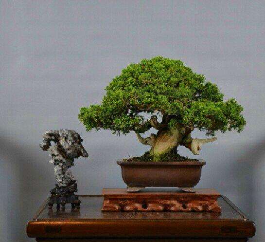 微型盆景虽然体量较