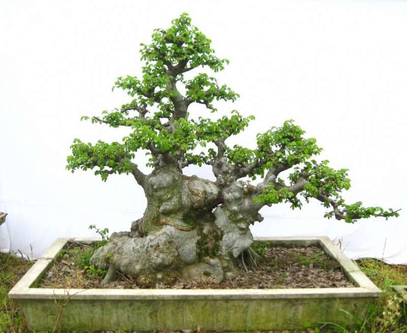 盆景一般分为树桩盆景和山水盆景两大类【图】