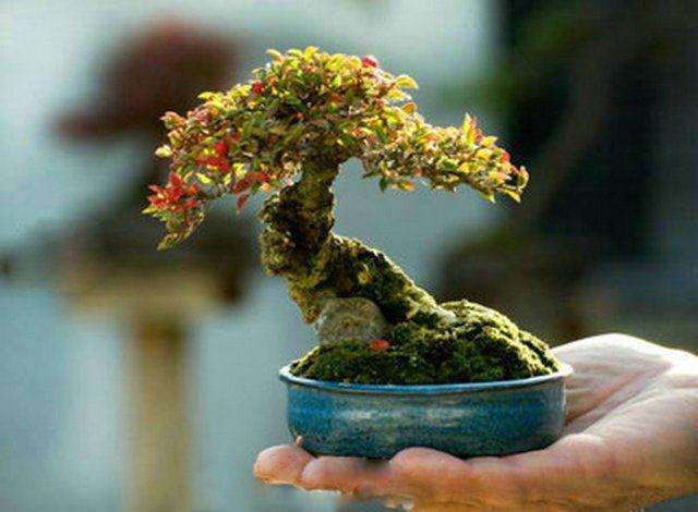 都江堰举办“大青城盆景艺术节”