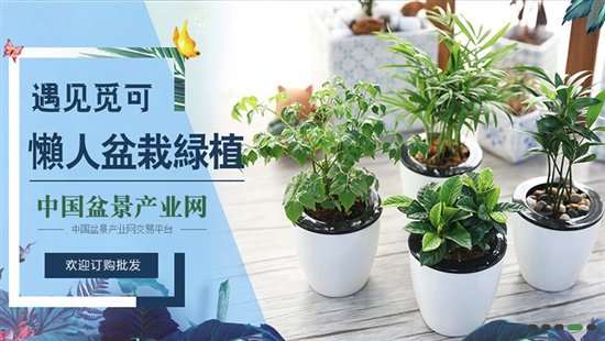 缓解眼疲劳 盆景来帮忙