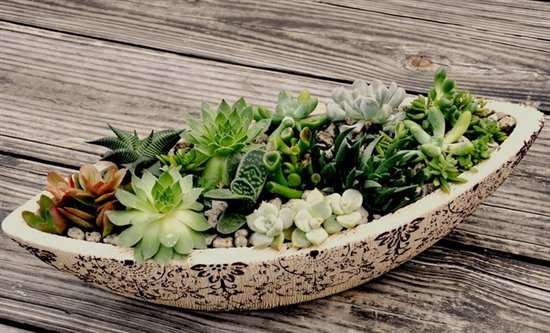 缓解眼疲劳 盆景来帮忙