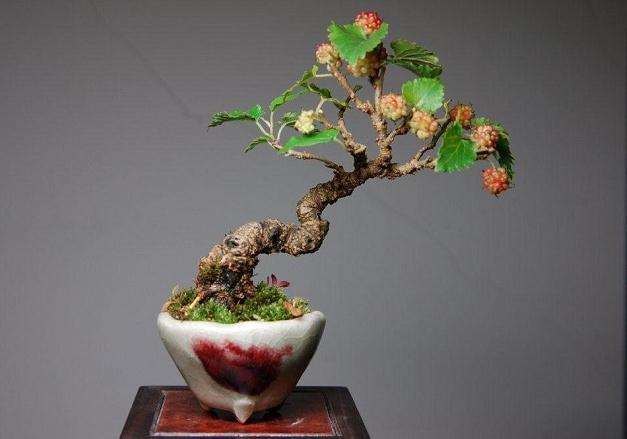 本次&ldquo;醉美武陵盆景&rdquo;博览会是我市第一次将盆景