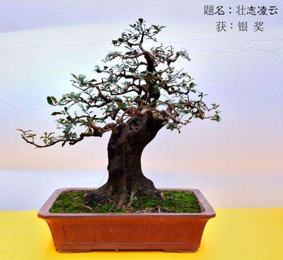 2016精品盆景拍卖会在江苏如皋国际园艺城举办