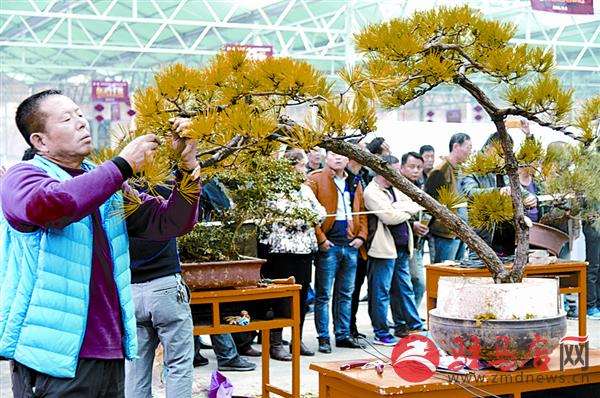 驻马店市第一届盆景奇石展