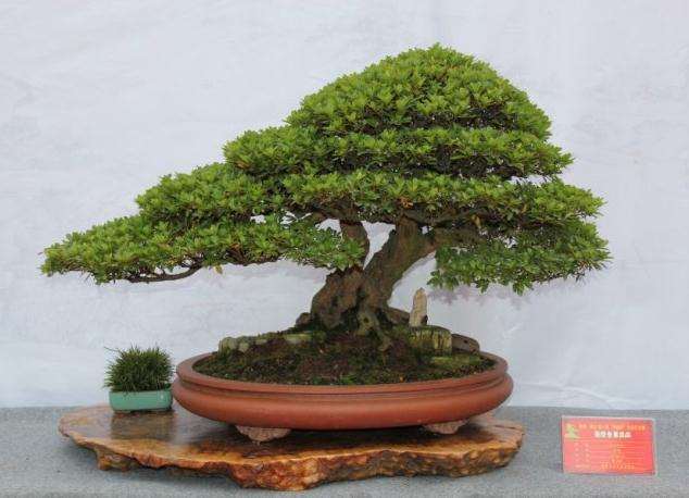 现如今家里有500多盆价值不菲的盆景【图】