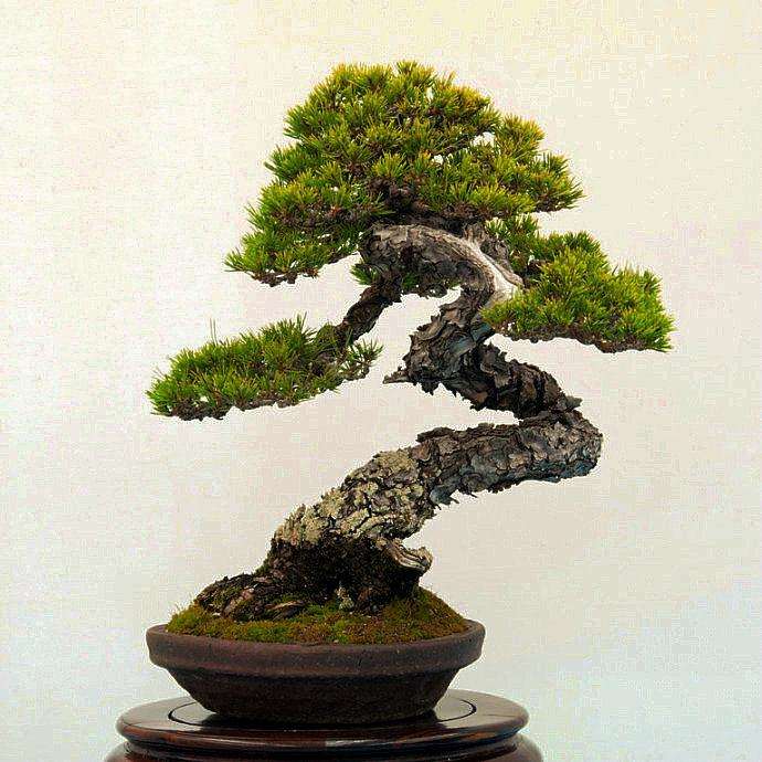 日本盆景大师来江苏交流