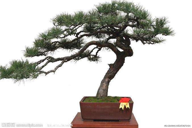 2016全国盆景交易大会在中国•如皋国际园艺城举行