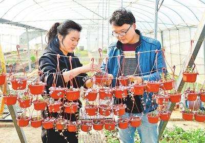 夫妻做电商盆景销全国