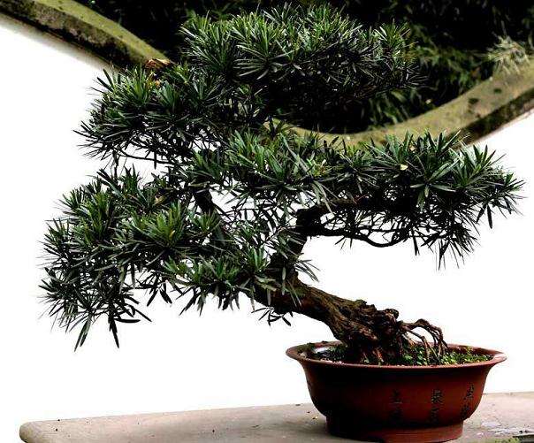 长春养盆景的朋友,请进!