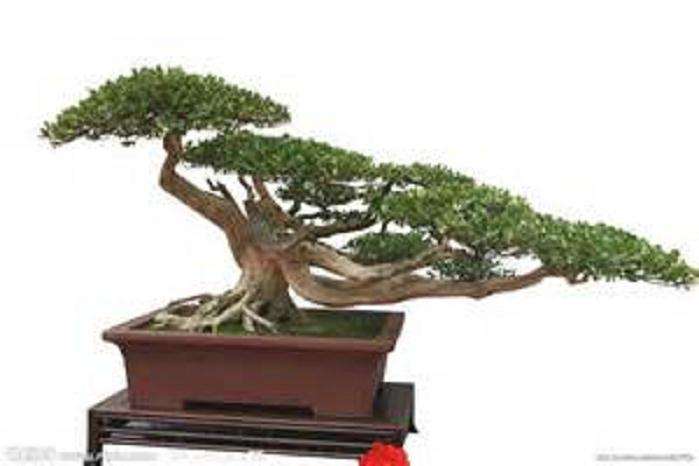 黑龙江 张德山带领村民栽培绿化苗木发家致富