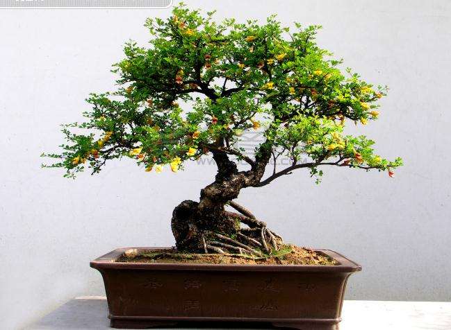 大庆盆景园位于董公寺镇 和平村兴隆村民组距镇政府不到300米