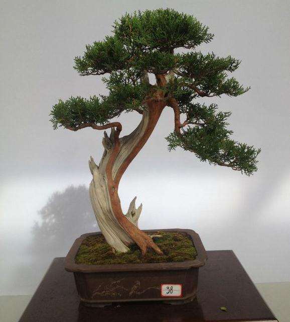 江苏盆景源远流长