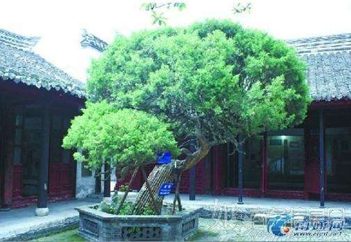 江苏举办花木盆景蟠扎技术