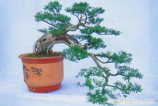 盆景流派的近200盆各类盆景在江苏如皋集中展示