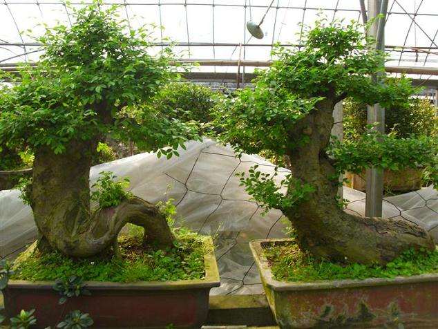 江苏盐阜盆景起步较晚 多年来一直落后的于其周边地区