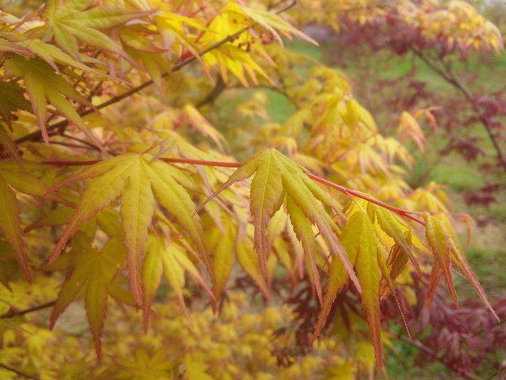 江苏省农科院培育出&ldquo;金陵黄枫&rdquo;