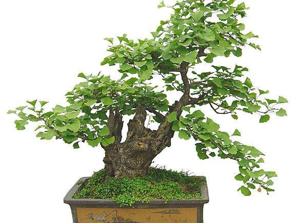 中国首届盆景高级技师考评在江苏南通生态园举行