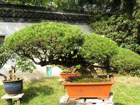 2008江苏花木市场大规格苗木及其盆景行情看好