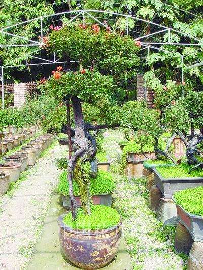 第七届世界盆景友好联盟大会将在江苏金坛举行