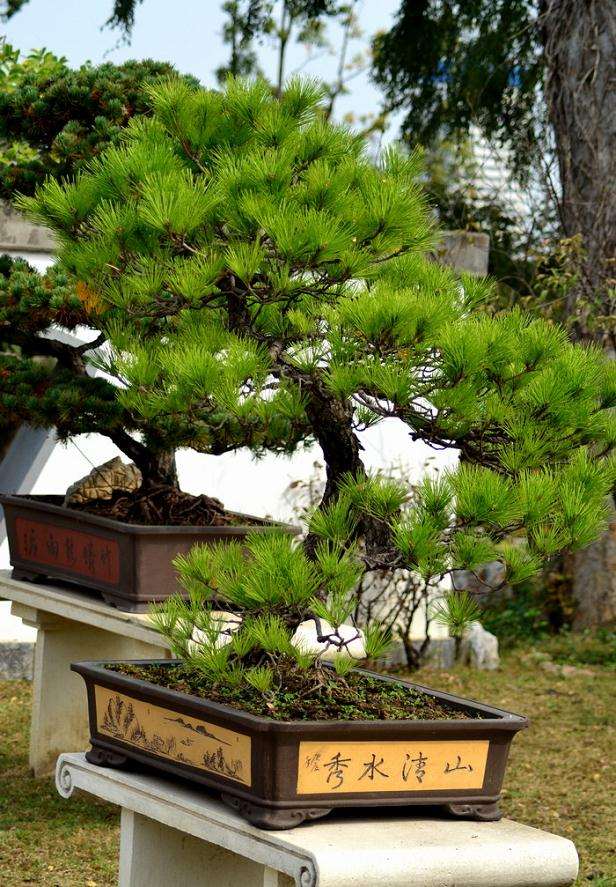 南京第七届盆景展览会