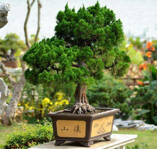 生态水盆景亮相南京