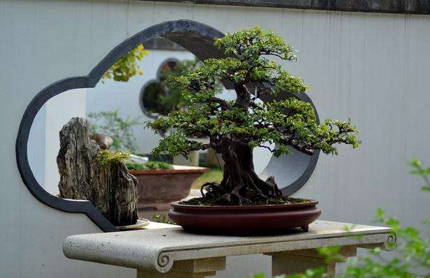 南京古林公园举办首届网络盆景展