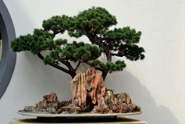 南京古林公园的首届全国网络盆景展