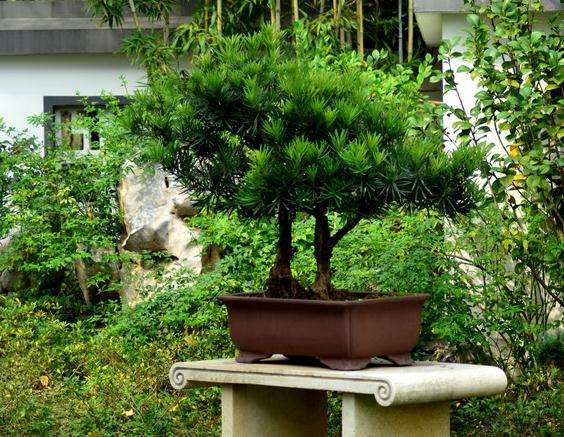 首届长三角(南京)盆景精品展览