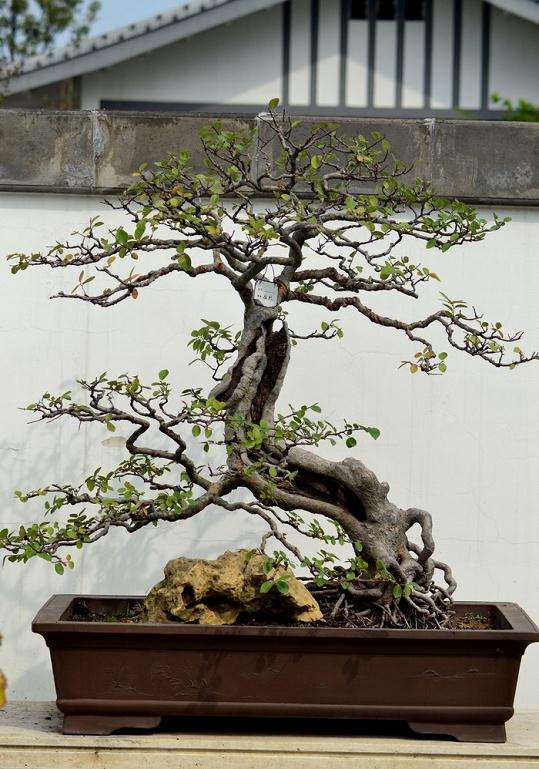 首届长三角(南京)盆景精品展览