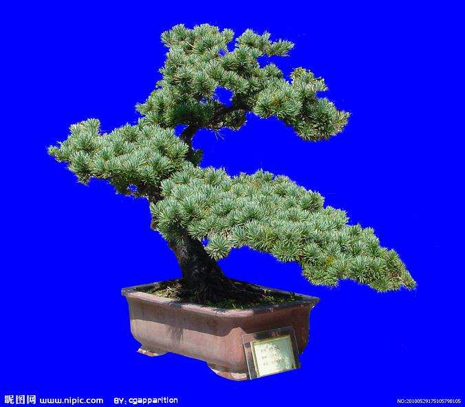 徐州花木产业呼唤大市场