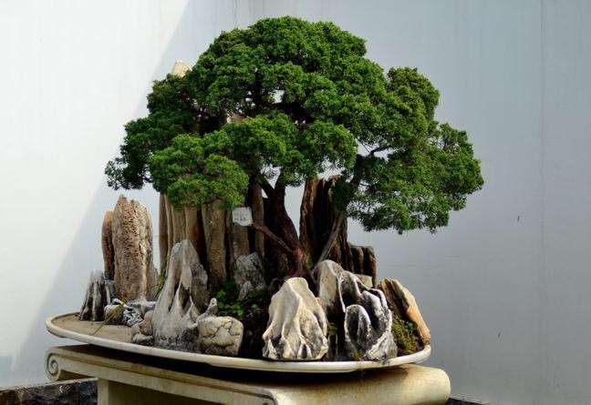 无锡吟苑销售盆景