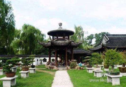 2011年南通盆景菊花精品展