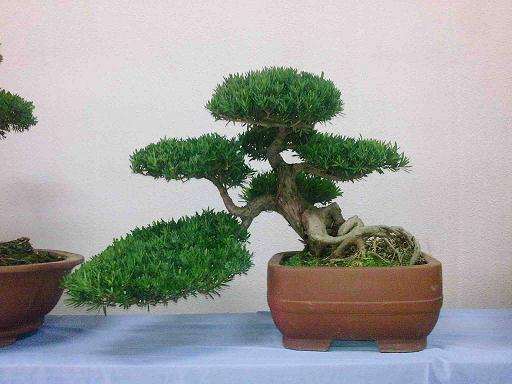 2011南通盆景菊花精品展筹备工作推进会