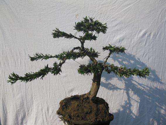 2011南通盆景菊花杰作展