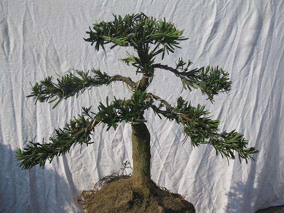 2011南通盆景菊花精品展