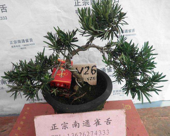 南通开展盆景技能竞赛