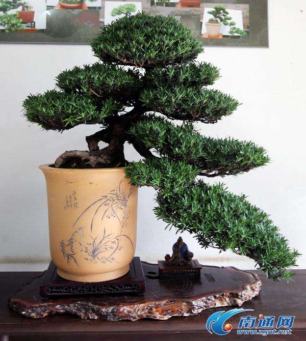 南通盆景扬威中国盆景展