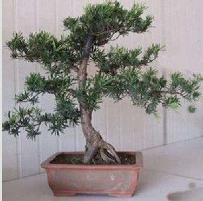 2011南通盆景菊花展昨日闭展