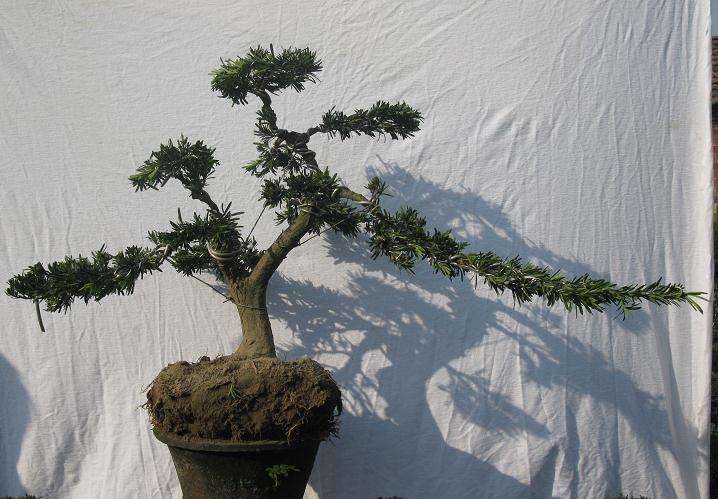 中国盆景研讨会在扬州召开