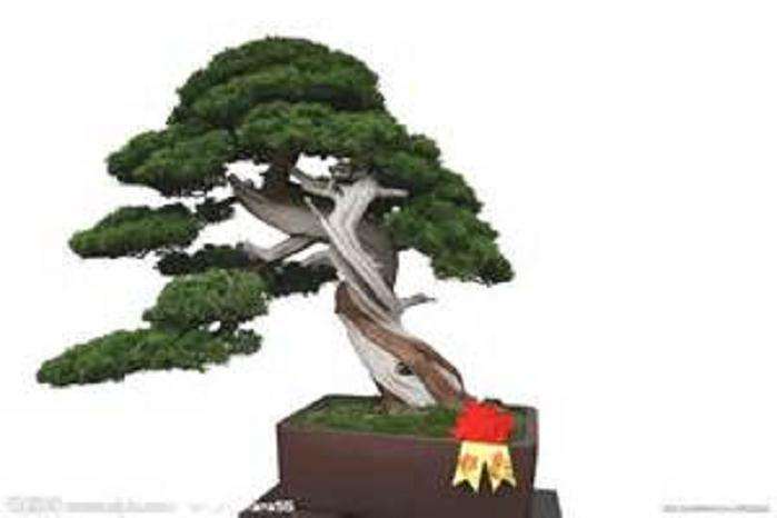 泰州第三届盆景艺术展拉开帷幕