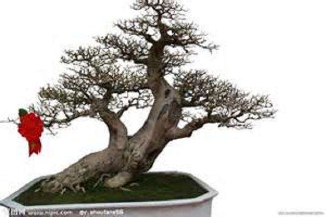 泰州第三届盆景艺术展在天德湖公园揭幕