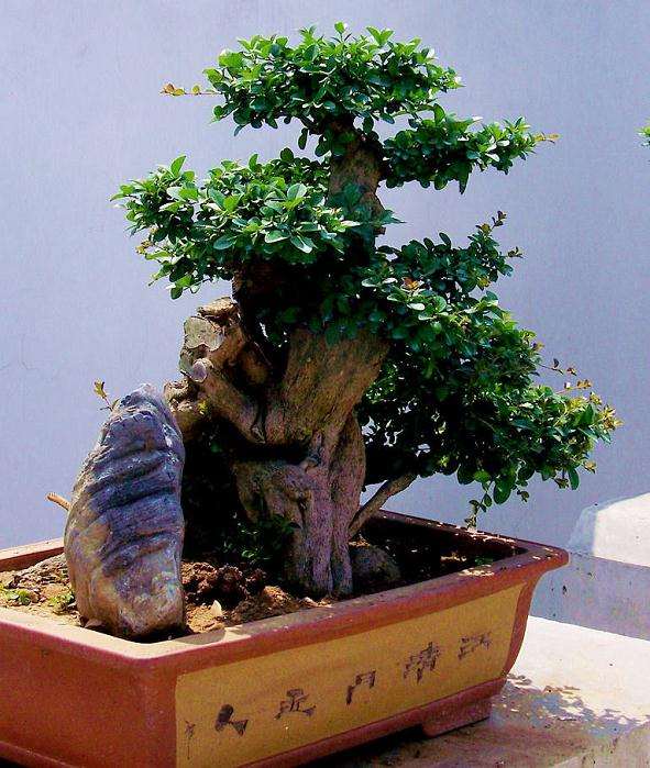 造型如字体片状似云层&mdash;谈泰州盆景的艺术风格