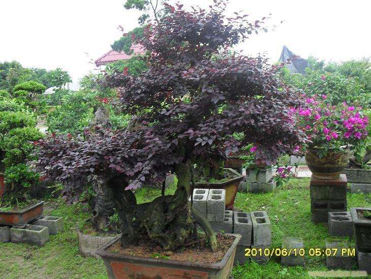 浙江盆景的发展历史