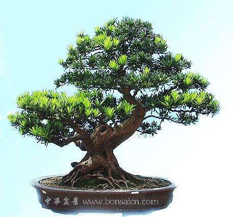 浙江盆景的雄风