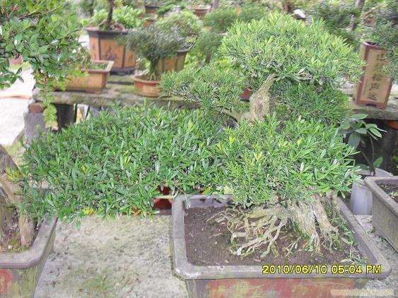 浙江盆景的艺术风格