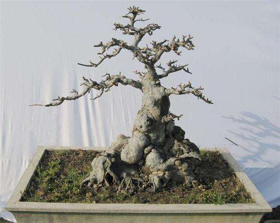 浙江破获盆景盗窃大案