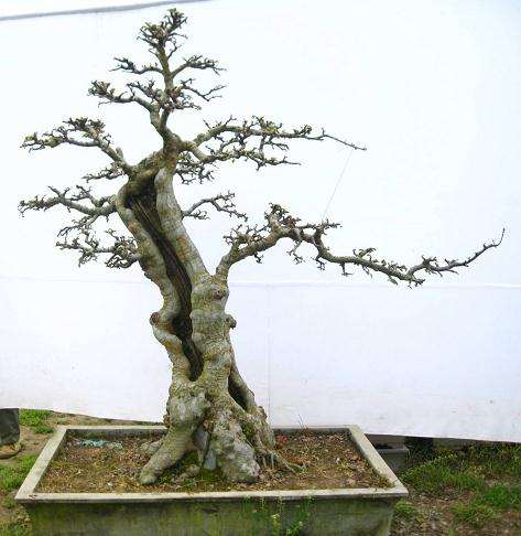 浙江安吉竹盆景